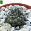 Copiapoa_ longistaminea _06